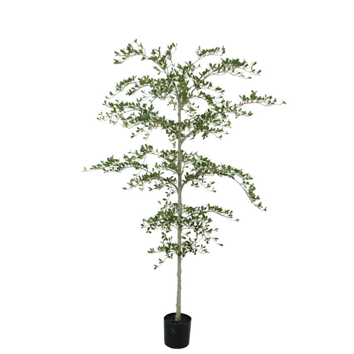 black olive boom 210cm